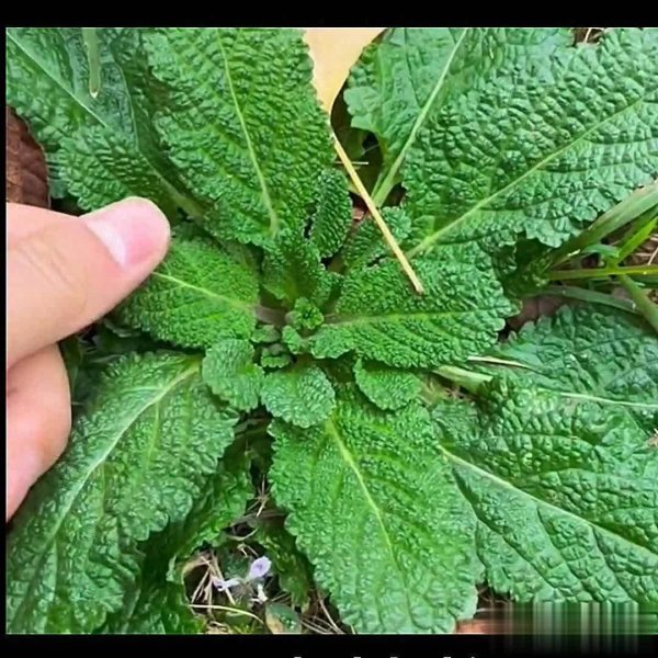 星合证券 蛤蟆草不是草！皱叶藏宝，药食两用正当时